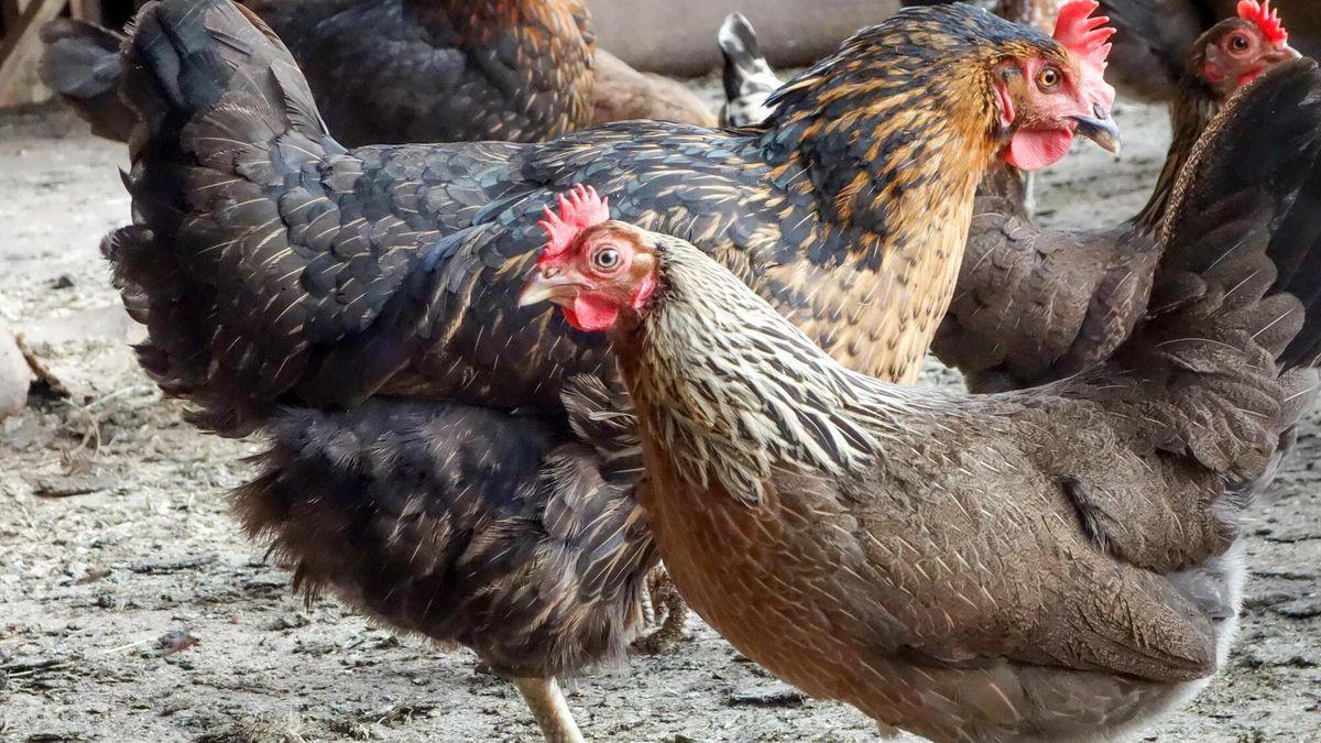 Reporter baza 2020-06-a
26.04.2016 Kury w kurniku Fot. Piotr Kamionka/REPORTER
Piotr Kamionka/REPORTER