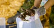 Jedyne zoo w Polsce, w którym można je zobaczyć. Teraz rodzina się powiększyła