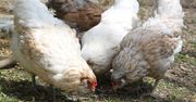 Dramat na fermach drobiu. Polska walczy z epidemią grypy ptaków i rzekomego pomoru