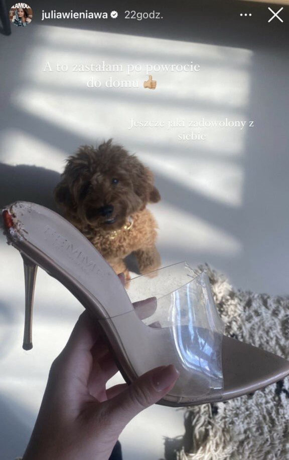 Pies Julii Wieniawy zniszczył buty o wartości tysiąca złotych