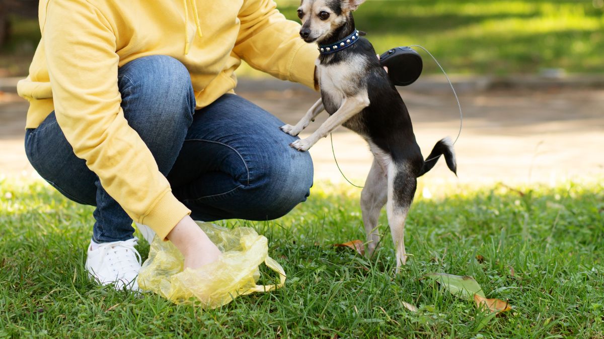 Sprzątanie po psie.