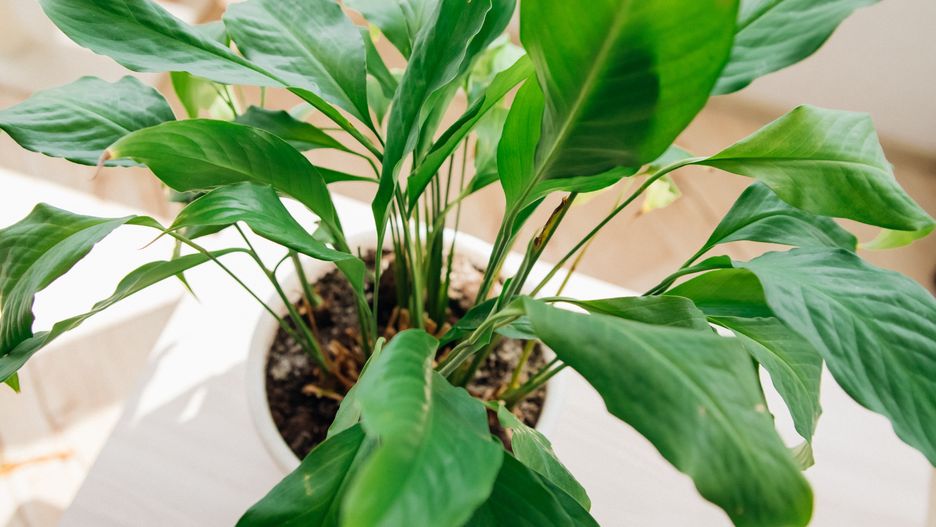 Diseases of indoor plants. A fading spathiphyllum pet flower in a pot on the table.
Diseases of indoor plants. A fading spathiphyllum pet flower in a pot on the table.
spathiphyllum, ecology, sprout, pot, young, floral, leaf, tropical, houseplant, cultivation, sapling, nature, environmental, woman, home, care, botany, flower, room, gardening, holding, domestic, florist, hand, abandoned, dry, depression, growing, growth, hobby, old, wilted, wither, yellow, agriculture, dehydration, disease, drought, environment, fall, foliage, shortage, symptom, unhealthy, lily, large, damaged, decorative, conservation, spathiphyllum, ecology, sprout, pot, young, floral, leaf, tropical, houseplant, cultivation, sapling, nature, environmental, woman, home, care, botany, flower, room, gardening, holding, domestic, florist, hand, abandoned, dry, depression, growing, growth, hobby, old, wilted, wither, yellow, agriculture, dehydration, disease, drought, environment, fall, foliage, shortage, symptom, unhealthy, lily, large, damaged, decorative, conservation