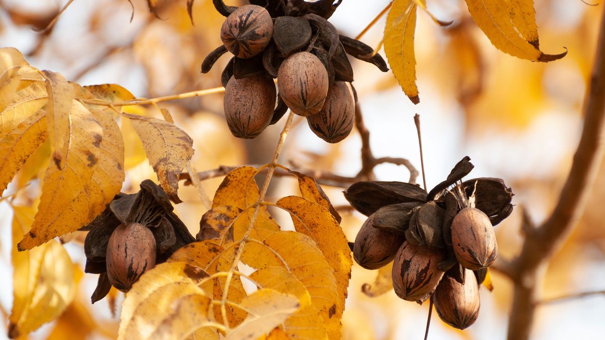 Orzechy pekan mogą owocować nawet przez 300 lat