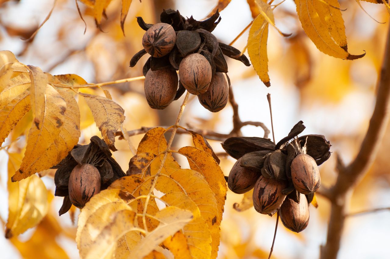 Pekannüsse: Das Superfood aus Amerika erobert unsere Küchen