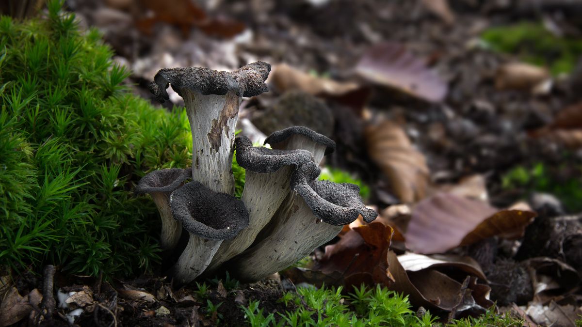 Kominki, cholewki, wronie uszy. Spotkasz je w lasach iglastych