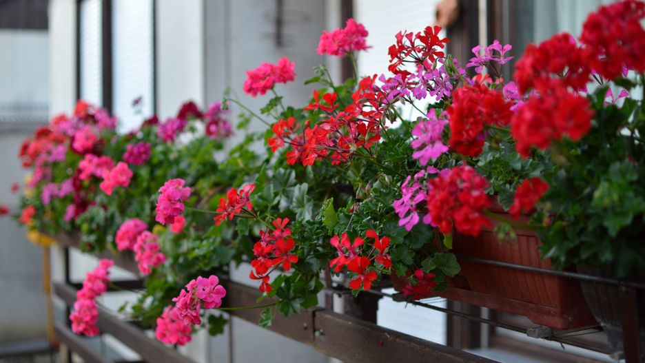 Pelargonie nie mają w sumie dużo pyłku, którym żywią się pszczoły