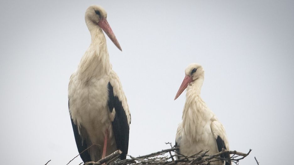 Bocian symbolizuje przyjście wiosny, do odlotu szykuje się w sierpniu.