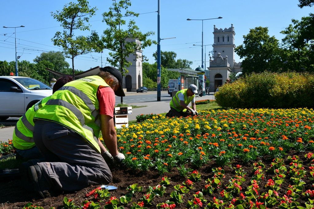 Warszawa. Miejscy ogrodnicy ruszają do boju. Trzeba zasiać miejskie łąki