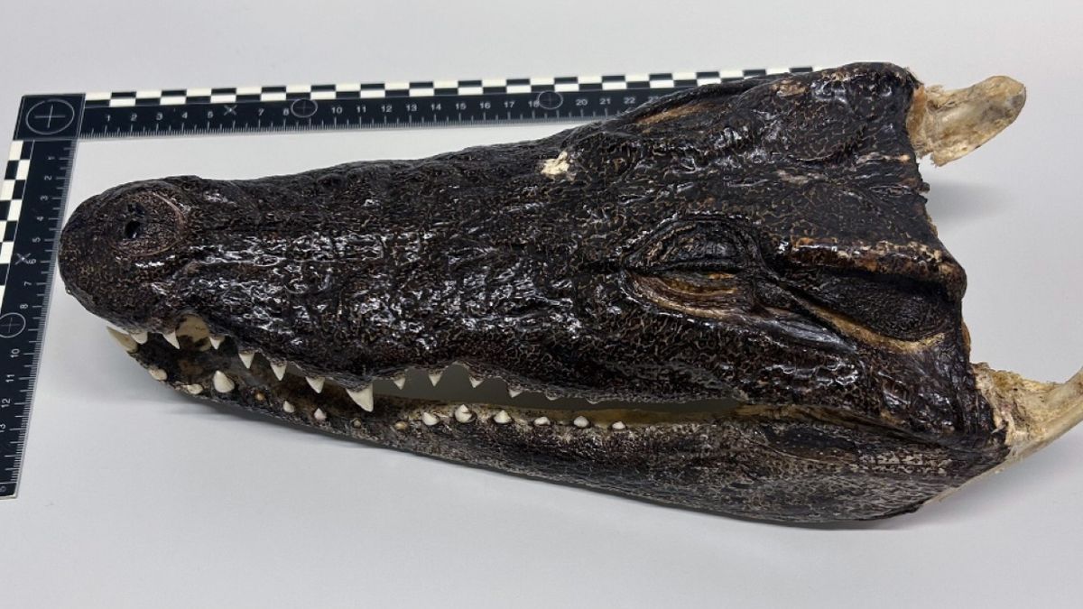 Niecodzienne znalezisko w bagażu podróżnego w Zurychu