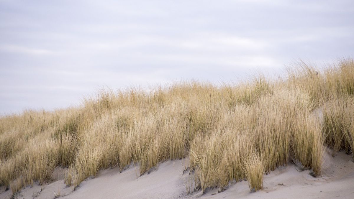 Wydmy to nie tylko naturalne środowisku wielu roślin i zwierząt, ale również czyhając niebezpieczeństwo.
