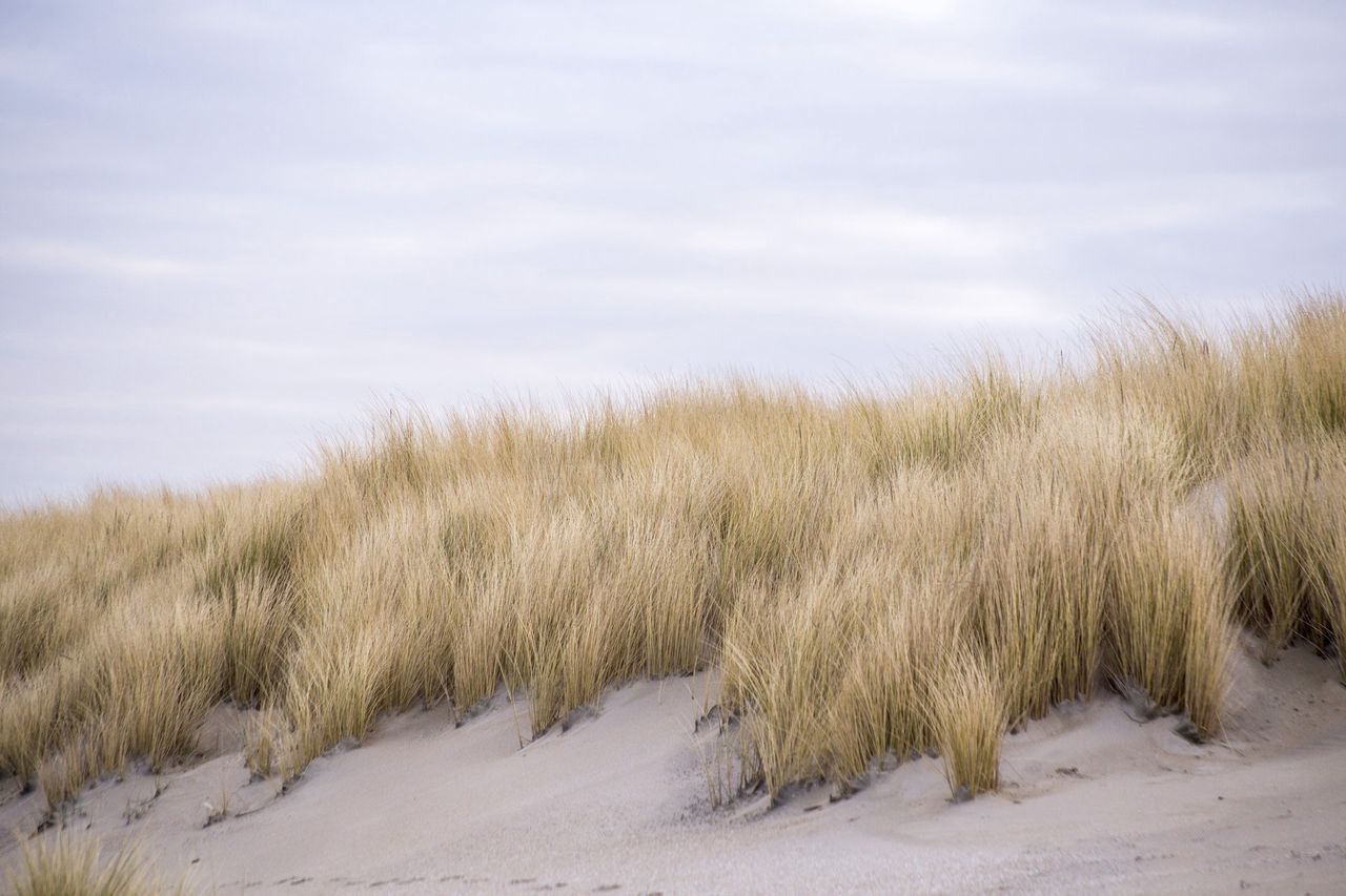 Uważaj na wydmach. Fotograf zmarł przysypany piaskiem - Wydmy to nie tylko naturalne środowisku wielu roślin i zwierząt, ale również czyhając niebezpieczeństwo.
