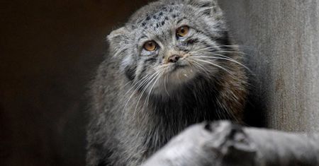 Manul z Poznania walczy o finał w Pucharze Świata 2023