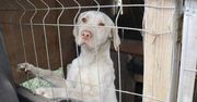 Zaniedbane psy uratowane dzięki interwencji policji i organizacji „Przytul Pyska”