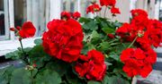 Inowrocław: Pelargonie za darmo dla mieszkańców. Miasto ponownie organizuje akcję