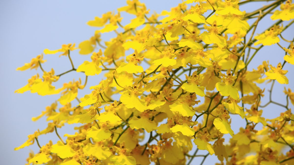 Storczyk o nietypowych kwiatach