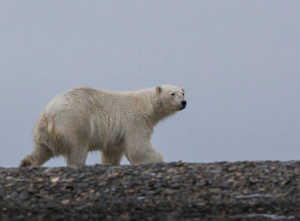 Niedźwiedzie polarne – piękne i zarazem niebezpieczne zwierzęta.