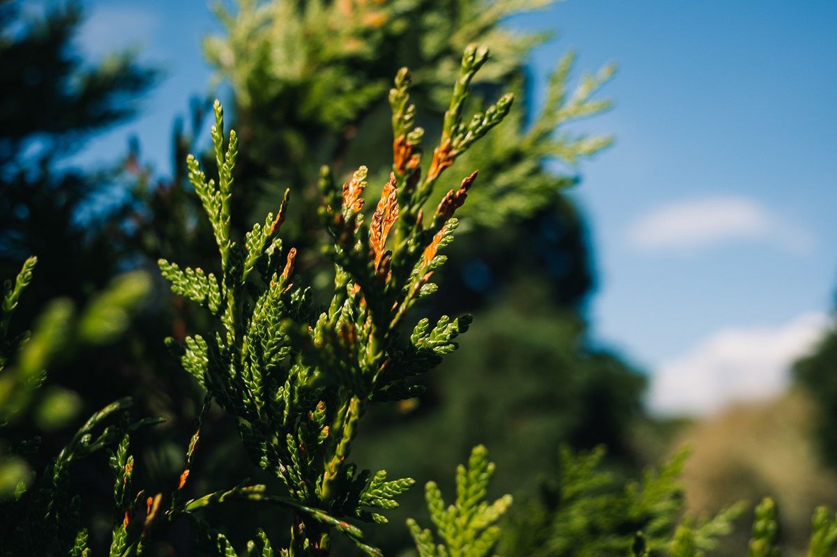 Nawóz pod tuje zrobisz za 2 zł. Fot. Pexels