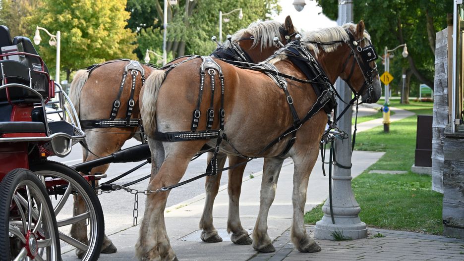 horse and buggy, trip, horse drawn carriage, working animal, outdoor, public transport, horse carriage tour, ride, two, tourist, horse wagon, country side, cart, vehicle, coachman, adventure, kingdom, journey, heritage, ancient, transport, animal, tower, castle, architecture, observation deck, background, texture, canada, horse-drawn, outdoors, cityscape, merida, transportation, front, arch, culture, touristic, square, traditional, coach, carriage, wagon, portrait, city, tourism, historic, travel, horse