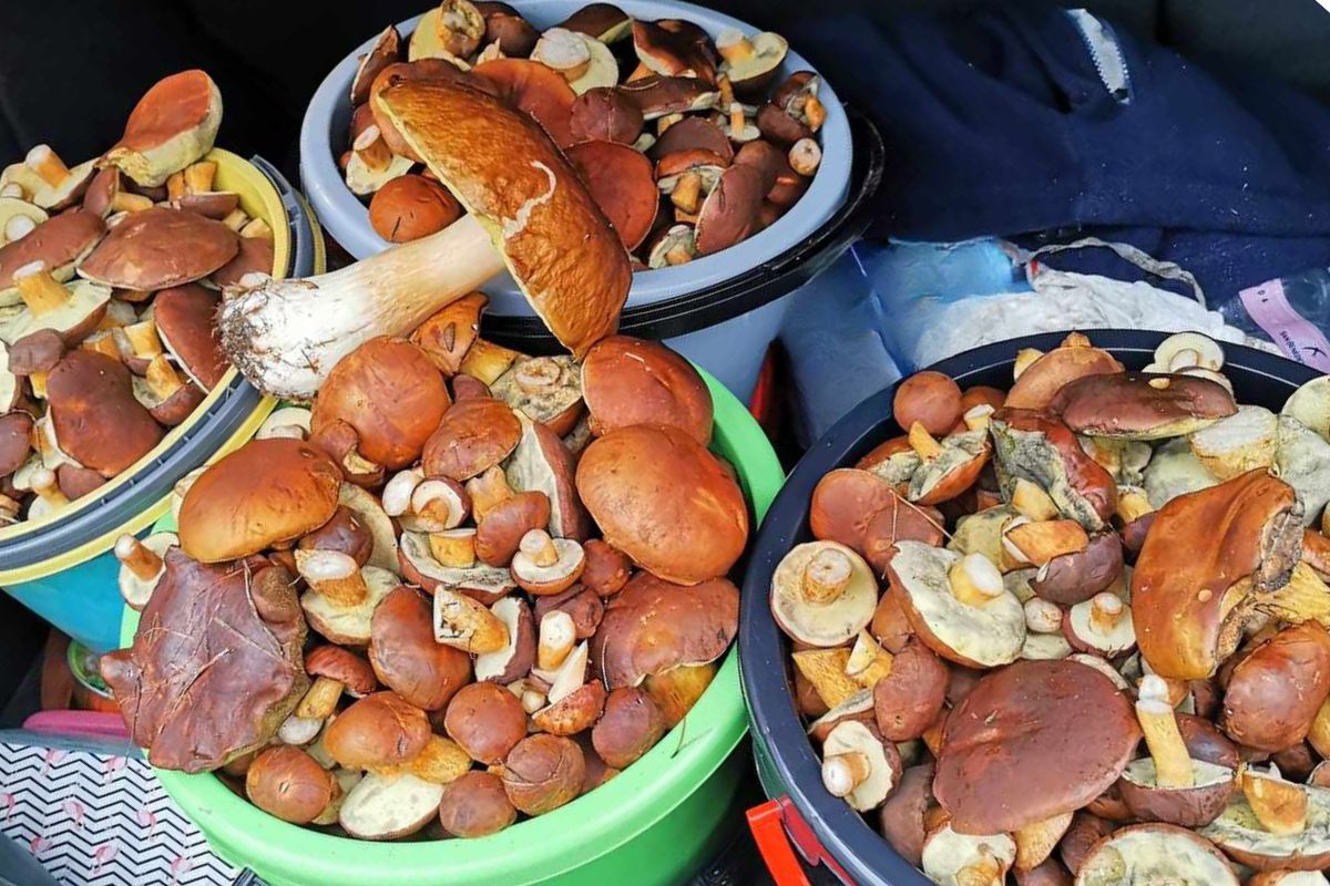 Mushroom Picking - Delicacies