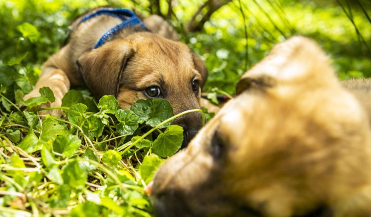 Koronawirus. Hiszpania. Sklep sprzedawał zakażone szczenięta