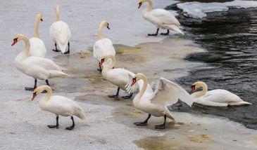 Ptasia grypa. WHO ostrzega o ryzyku przenoszenia się wirusa z człowieka na człowieka