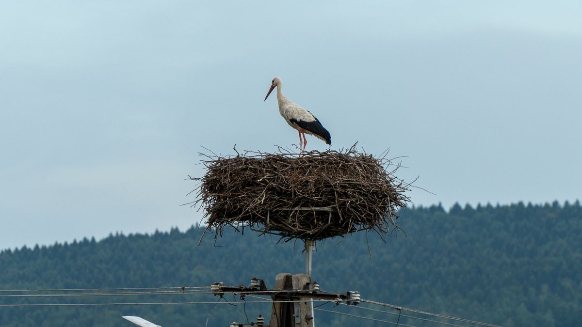 Kiedy bociany wrócą do Polski
