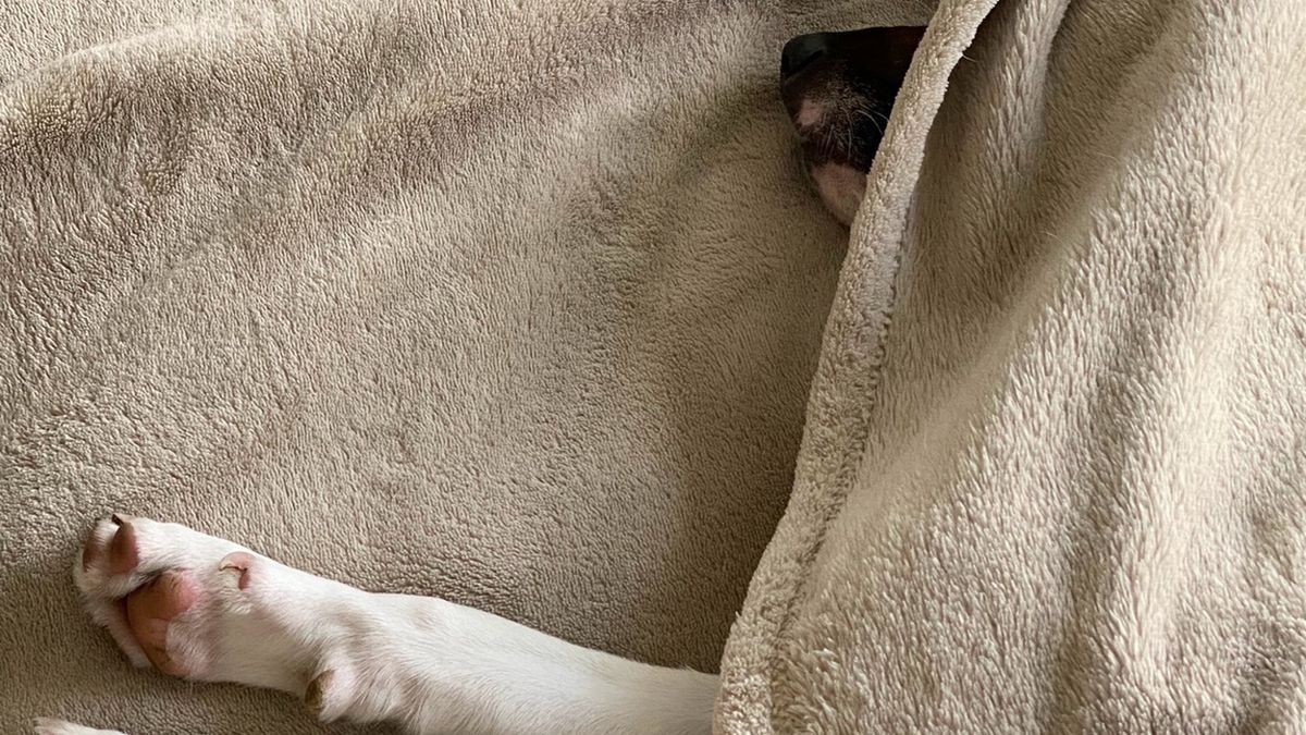 69-latka przeżyła ogromną traumę. Wymuszono na niej zgodę na uśpienie psów, w tym nowo narodzonych (zdjęcie ilustracyjne)