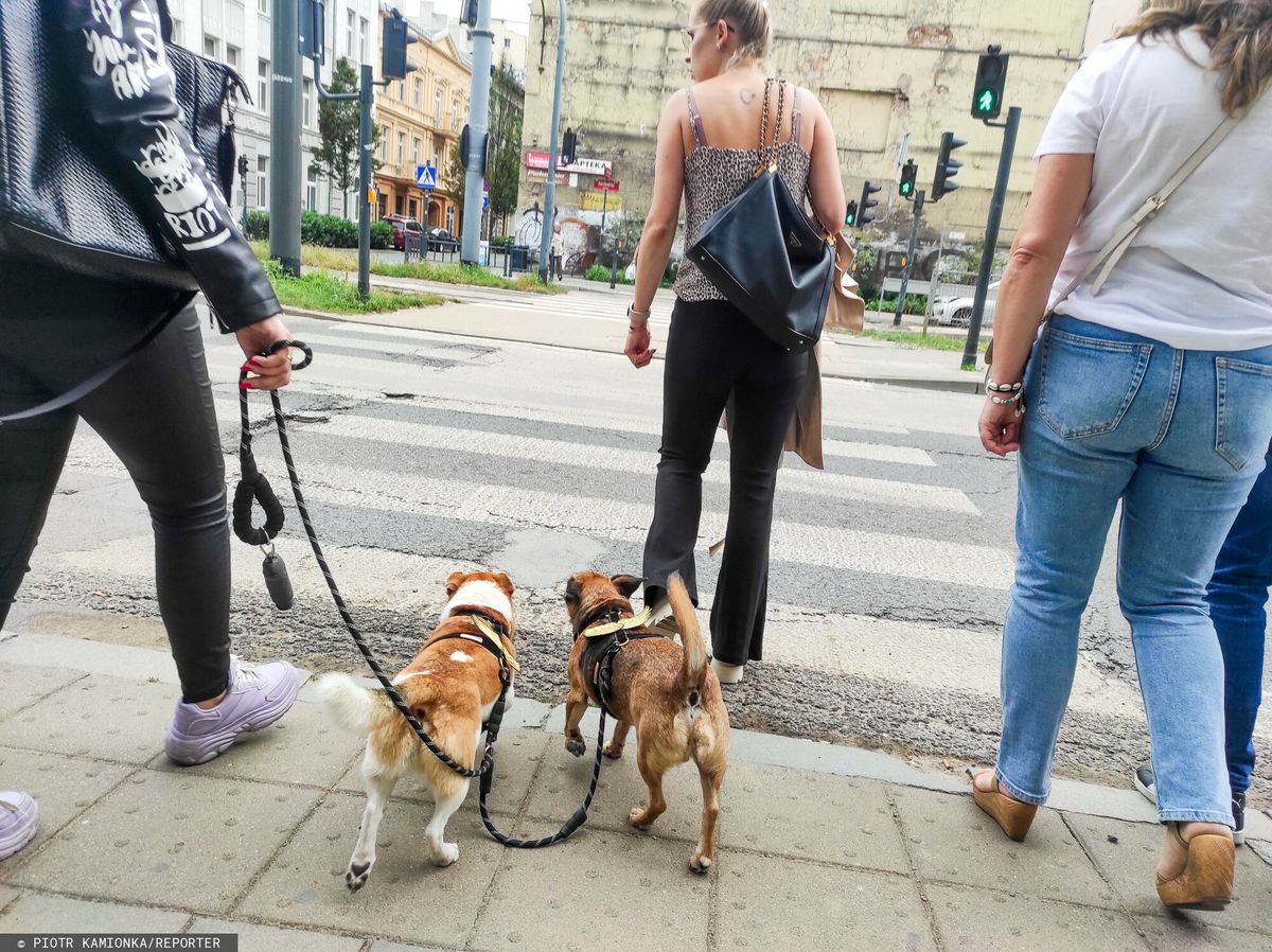 podatek, wzrost inflacji, opłaty Wzrosną opłaty za czworonogi. To nie jedyna podwyżka