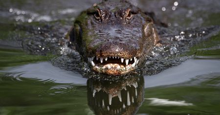 Kobieta zamarła. Do jej domu wszedł aligator