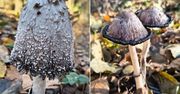 "Znikający cud natury". Leśnicy pokazali niezwykłego grzyba