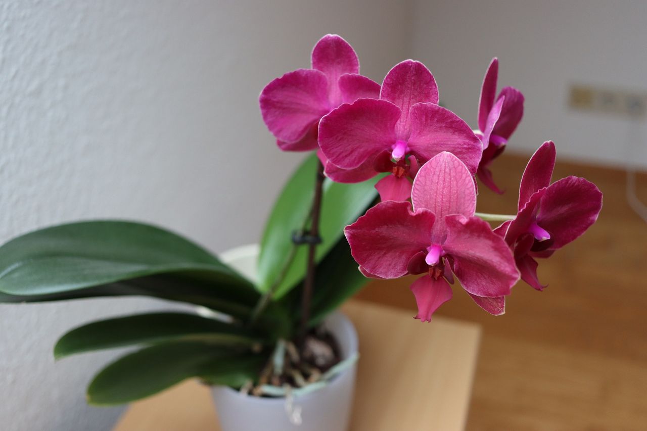 Revive your wilting orchids with this simple trick from your kitchen