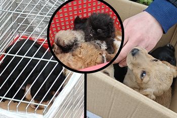 Handlarze psów wymykają się policji. W centrum Polski omijają prawo