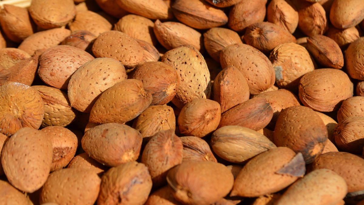 Migdały mają wyjątkowo twardą skorupę