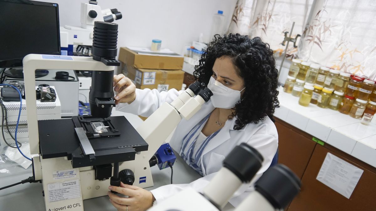 SAN SALVADOR, EL SALVADOR - FEBRUARY 09: Rebeca Quintanilla, Salvadoran scientist, specialist in Biology, works in the laboratory of marine toxins and phytoplankton of the University of El Salvador (Labtox UES), in San Salvador, El Salvador on february 09, 2022. Salvadorans, Rebeca Quintanilla and Velia Sosa, are two women scientists who contribute their knowledge to the development of humanity. This February 11 marks the International Day of Women and Girls in Science. (Photo by Alex Pena/Anadolu Agency via Getty Images)
