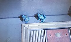 Trujące ropuchy w niemieckim tramwaju? Pasażerowie wezwali straż pożarną