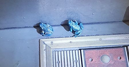 Trujące ropuchy w niemieckim tramwaju? Pasażerowie wezwali straż pożarną