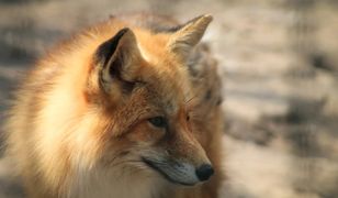 У Мазовецькому воєводстві із літака скидатимуть вакцини для лисиць