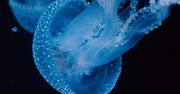 Bioluminescencja w głębinach oceanu. Tę krzyżówkę rozwiąże tylko mistrz