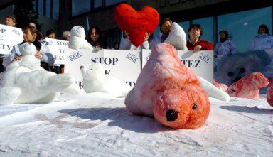 Protest przeciwko zabijaniu fok
