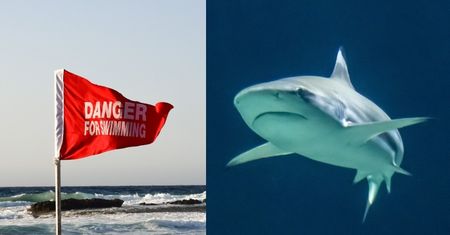 Trzy popularne plaże w Hiszpanii zamknięte. W wodze pojawiły się rekiny