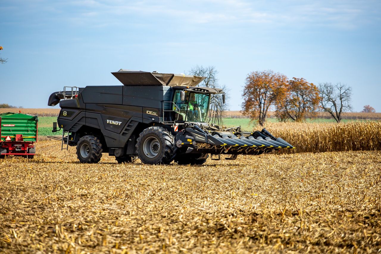 Ceny kukurydzy suchej 2025. Gdzie płacą najwięcej?