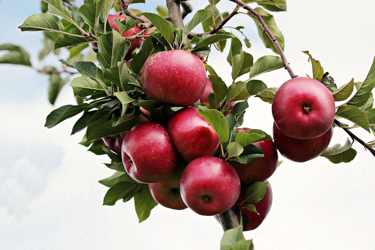 Apples are climacteric fruits, meaning they ripen after being picked.