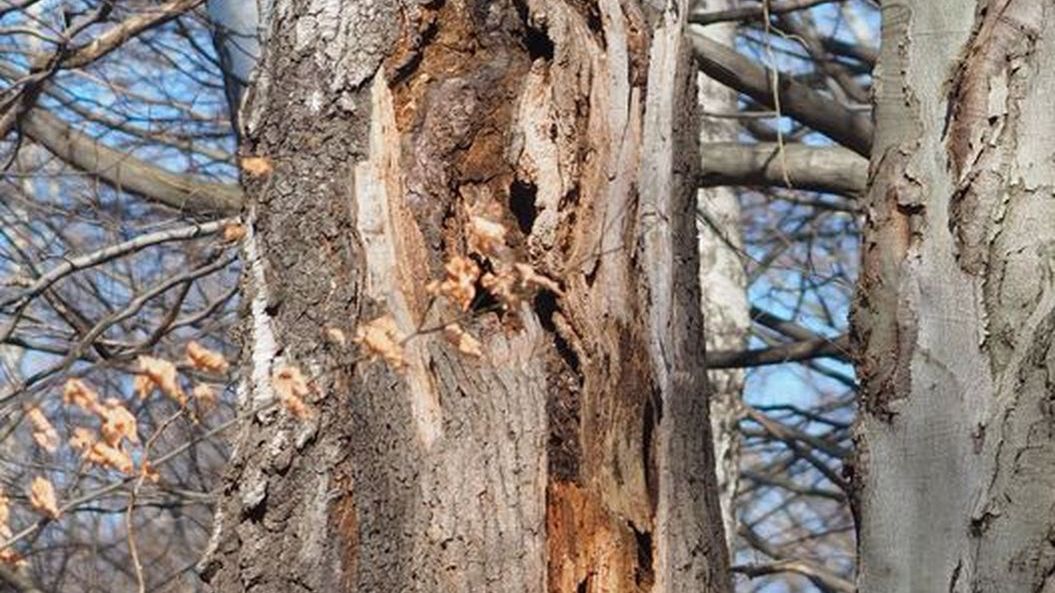 Widzieliście kiedyś dwugatunkowe drzewo?