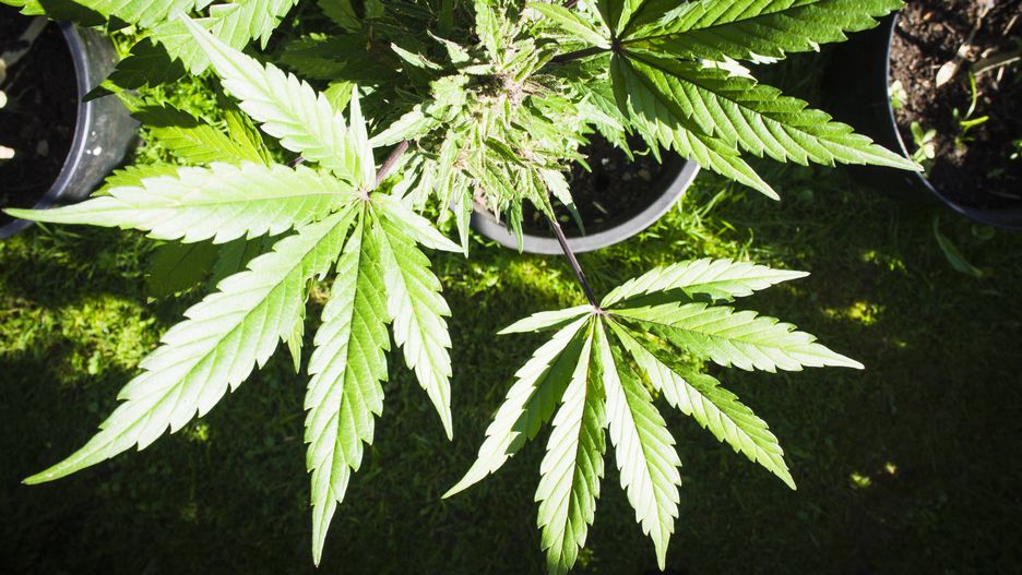 Depenalizacja marihuany. Parlamentarny Zespół ds. Legalizacji Marihuany zajmie się projektem dot. niewielkich ilości na własny użytek / foto ilustracyjne