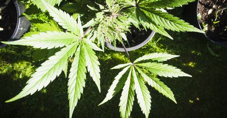 Legalizacja marihuany. Posłowie zajmą się projektem. "Co to są niewielkie ilości?"
