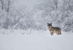 Martwa wilczyca na terenie Nadleśnictwa Daleszyce. Policja szuka kłusownika