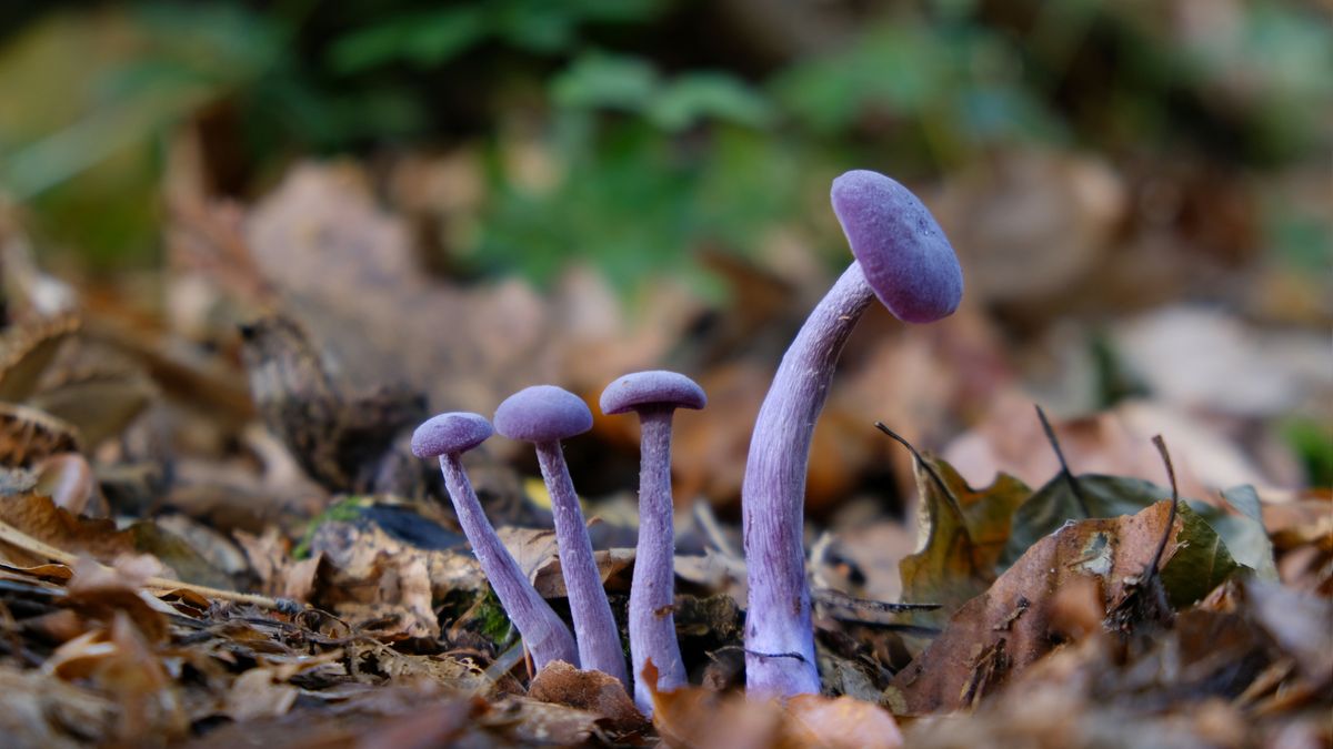 Lakówka ametystowa - Pyszności