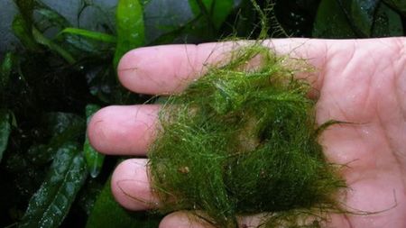 Algi przyszłością biodegradowalnych papierowych baterii 1