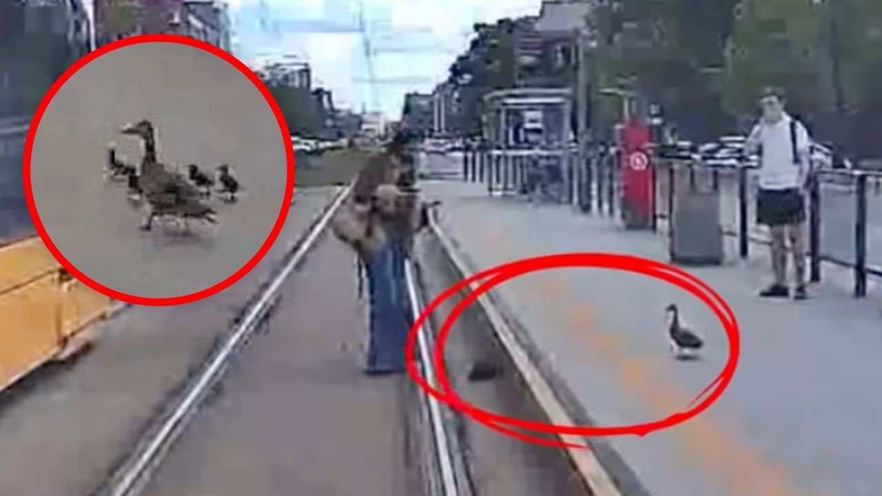 Kaczki wstrzymały ruch w Warszawie. Pasażerowie ruszyli na pomoc
