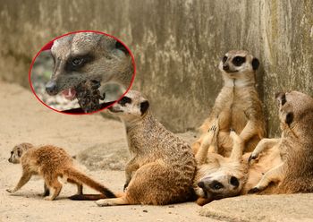 Kontrowersyjna akcja zoo. Nakarmisz zwierzę swoim byłym